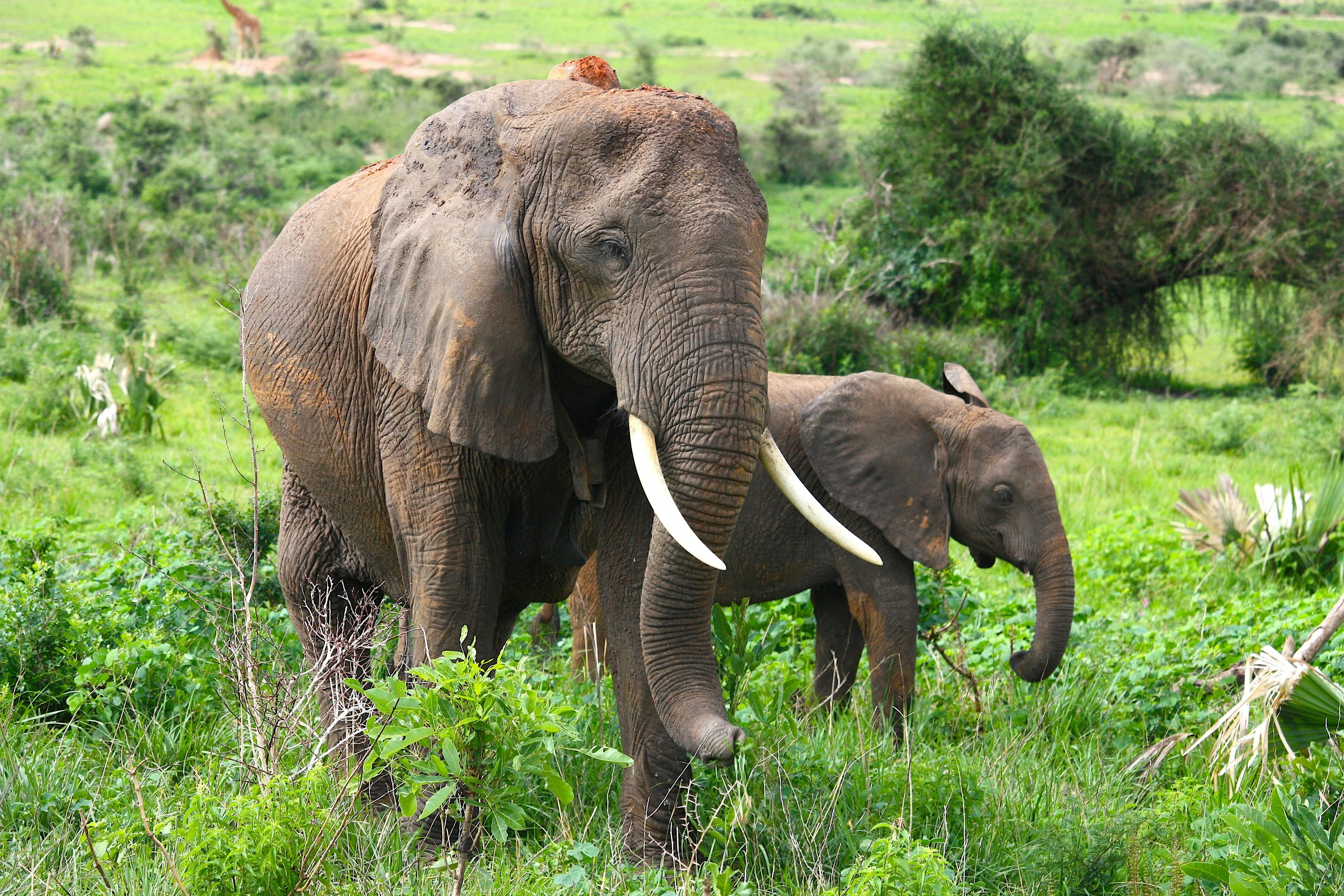 Elefantenherde im Meru Nationalpark